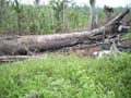 DSCN0287