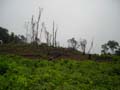 DSCN0619